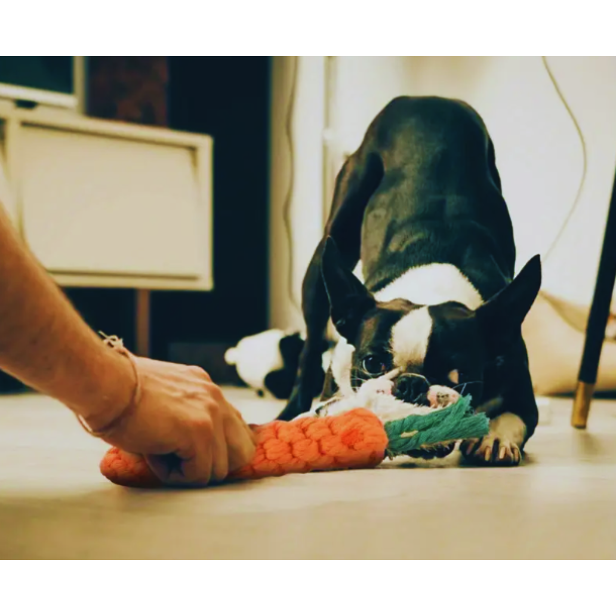 Pet Toy  Durable Carrot Rope for Agrresive Chewers Dog Chew Toy