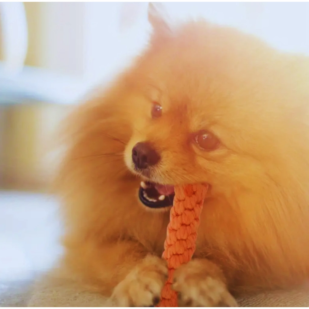 Pet Toy  Durable Carrot Rope for Agrresive Chewers Dog Chew Toy